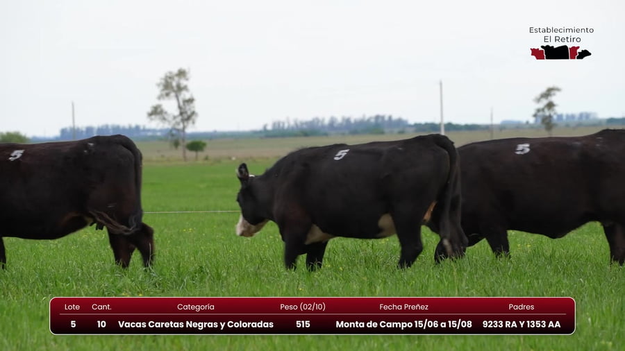Lote Vacas Caretas Negras y Coloradas