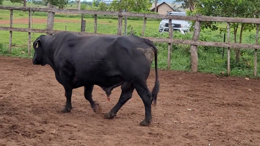 Lote Toros T. Brangus Negro a remate en Remate de Reproductores, Asunción