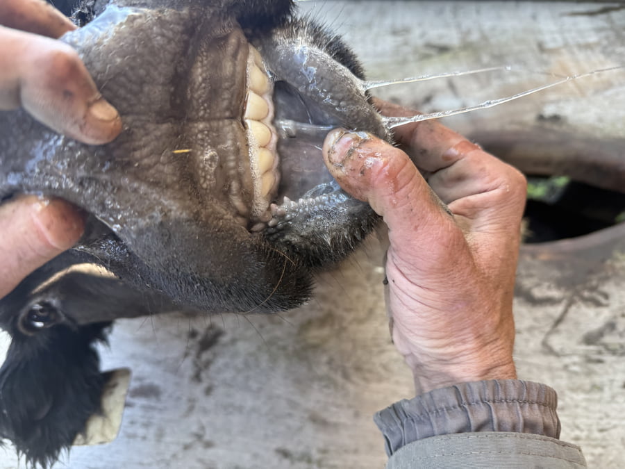 Lote 80 Vacas nuevas C/ cria en Buenos Aires, Tres Arroyos