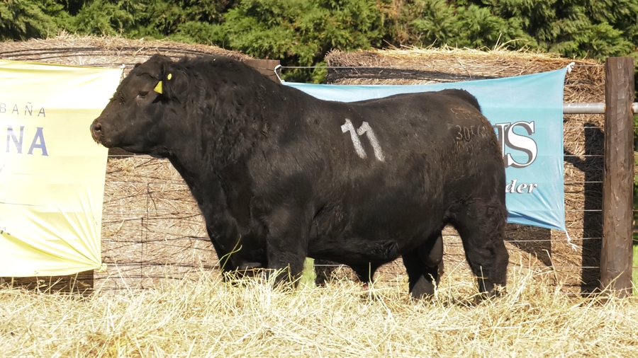 Lote TOROS ANGUS PURO CONTROLADO