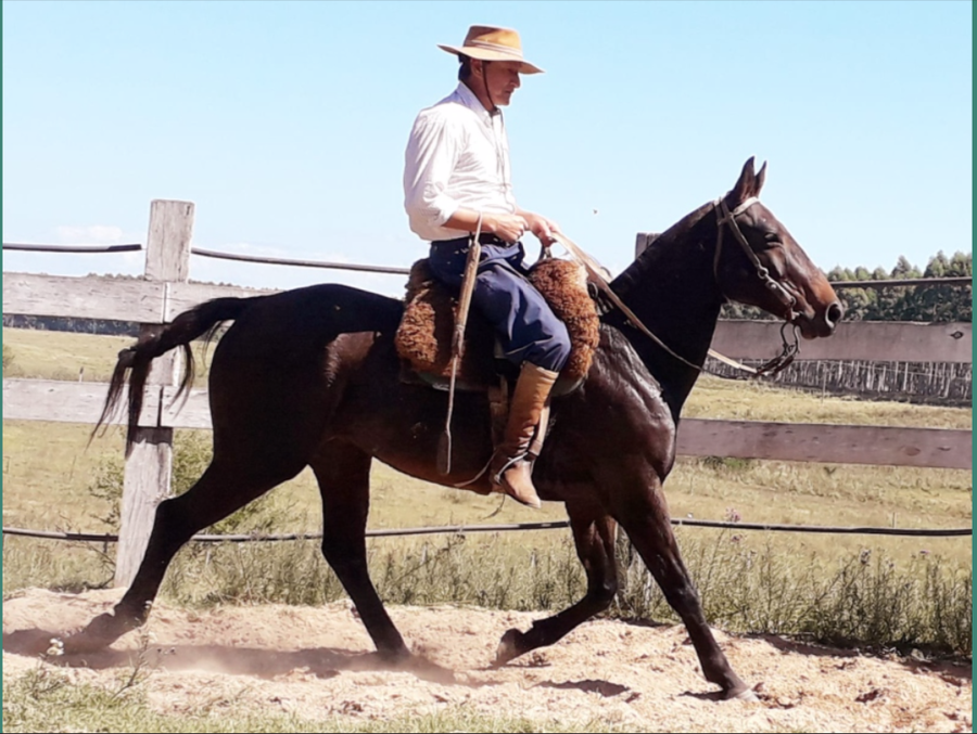 Lote CAMPECHANO