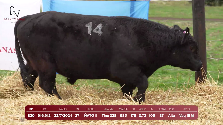 Lote Lote 5 Toros - RP 830