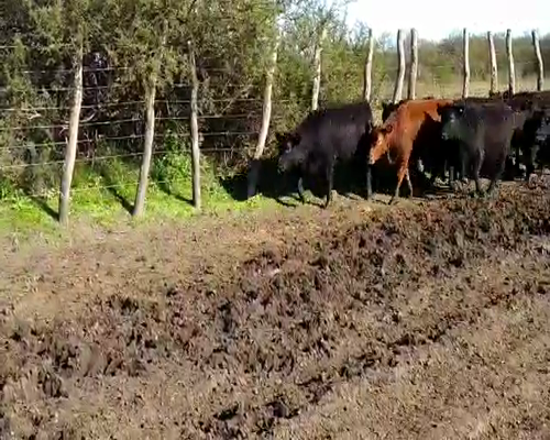 Lote 65 Terneros/as en Santa Elena, Entre Ríos