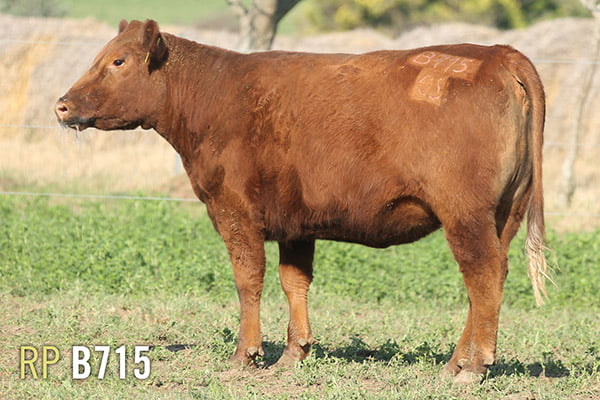 Lote 4 VAQUILLONAS PREÑADAS PURAS DE PEDIGREE
