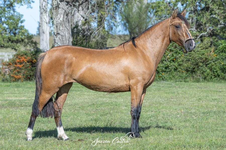 Lote Iluminada De Los Recuerdos