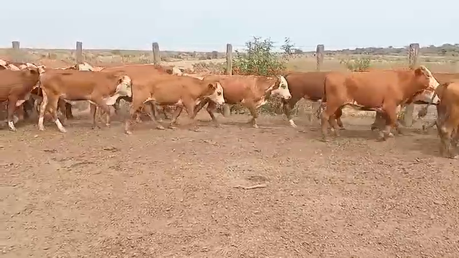 Lote 325 Novillitos en J.J. Castelli, Chaco