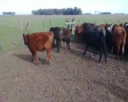 Lote 45 Terneros en Benito Juárez, Buenos Aires