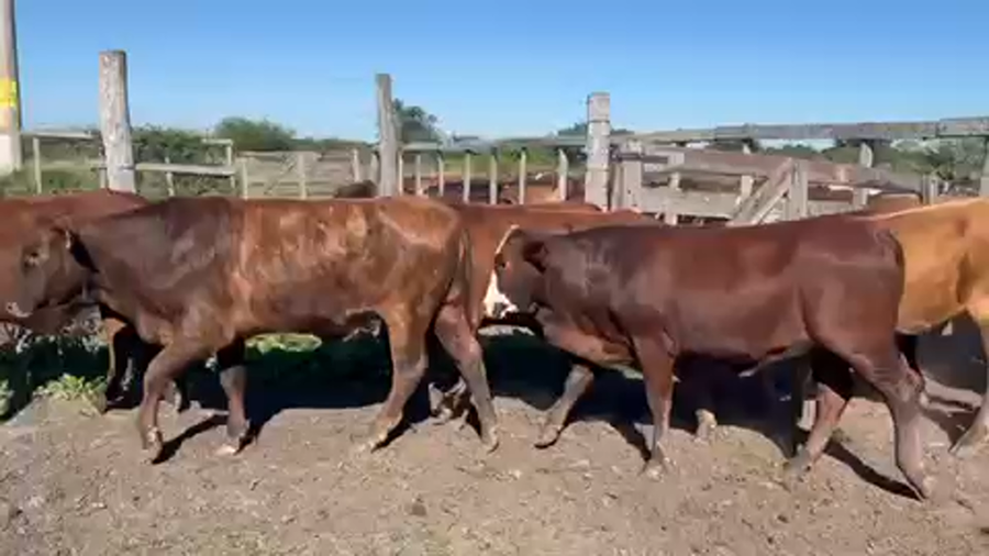Lote 85 Vaquillonas en Pirané, Formosa