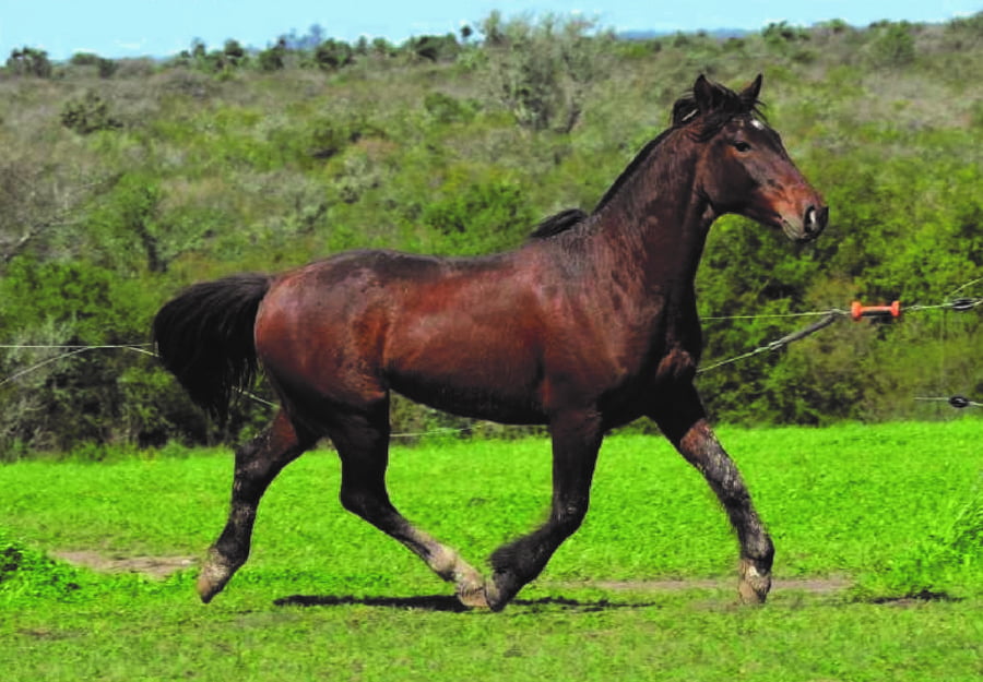 Lote RP 126 - PIRAÍ BUCANERO DO SAPUCAI