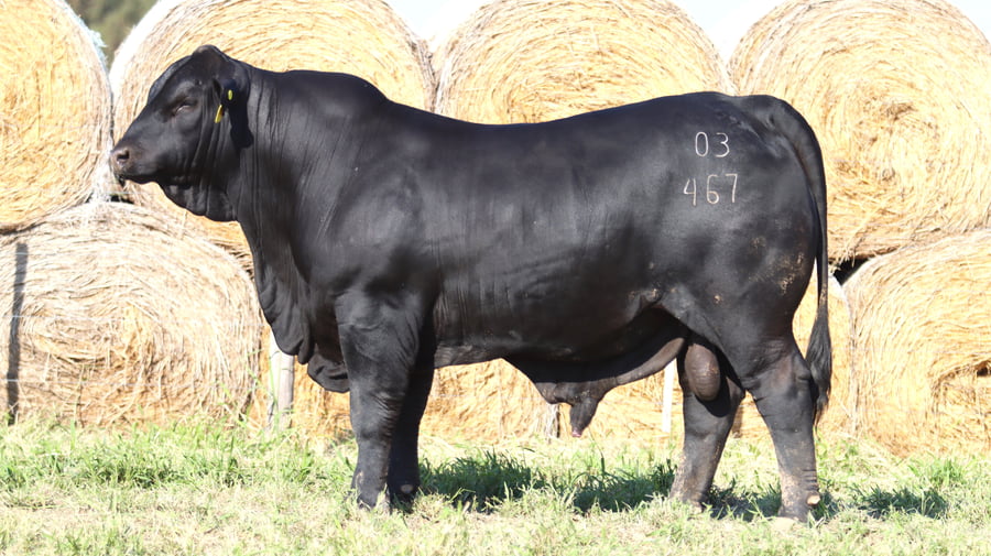 Lote LOTE 37