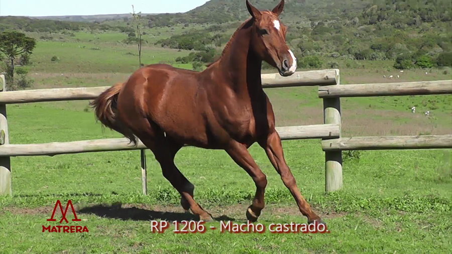 Lote MACHO CASTRADO
