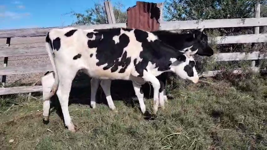 Lote 5 Vaquillonas  a remate en Pantalla Camy, San José