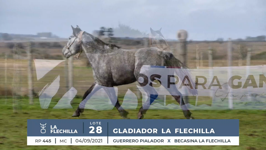 Lote GLADIADOR LA FLECHILLA