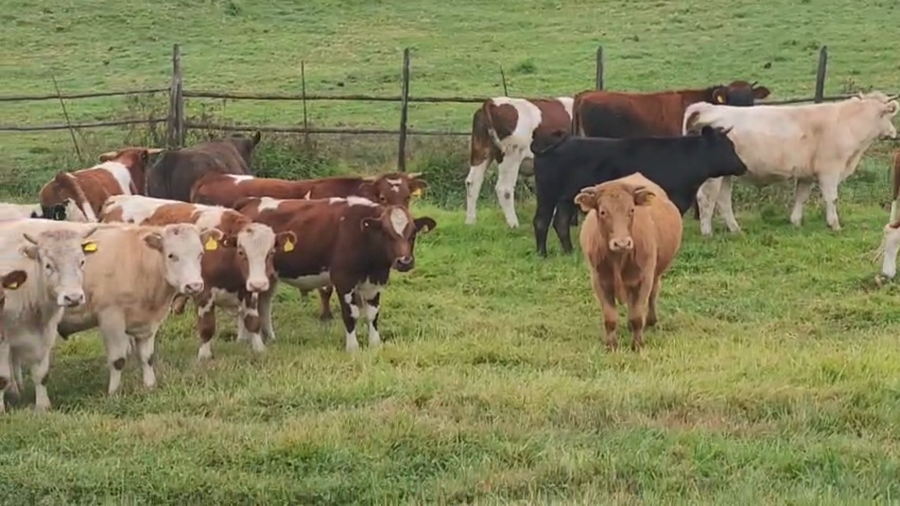 Lote 50 Novillo Engorda en San Pedro, Región Metropolitana