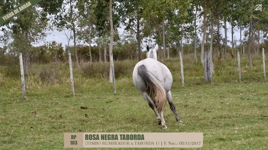 Lote ROSA NEGRA TABORDA