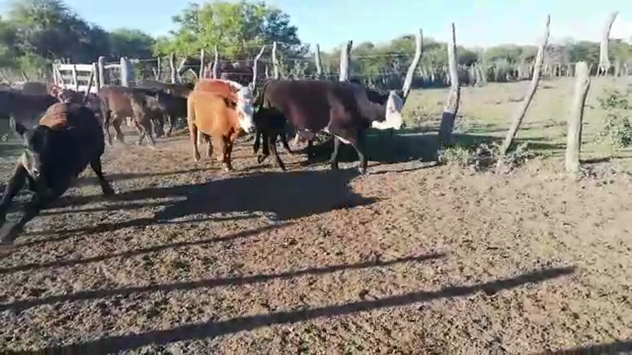 Lote 145 Terneros/as en Entre Ríos, Federal