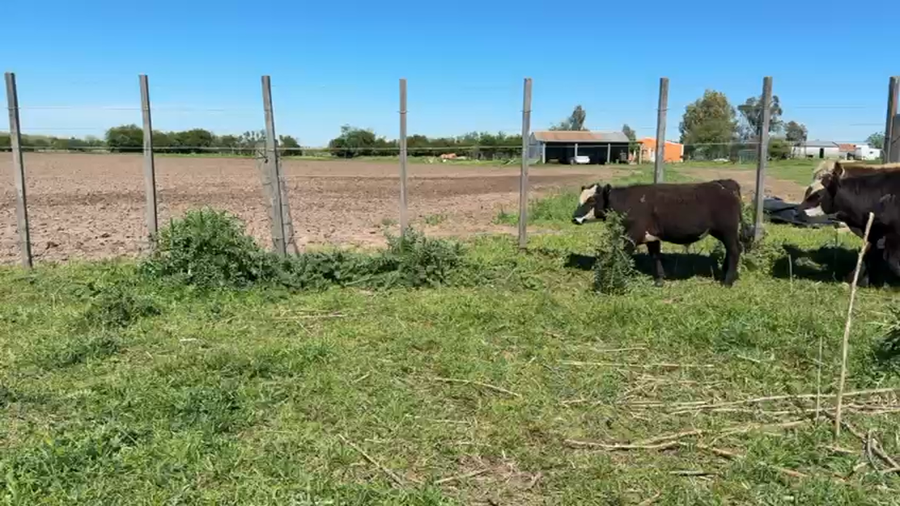 Lote TERNEROS Y TERNERAS