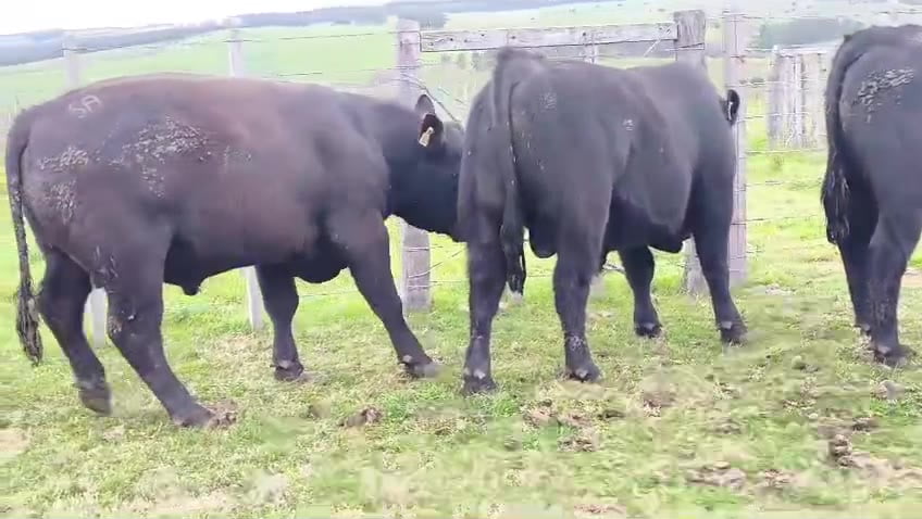 Lote Toros SA