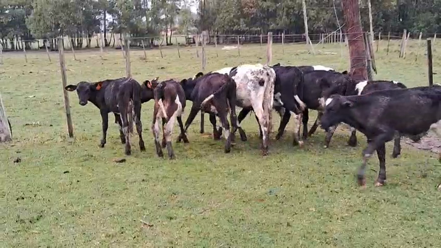 Lote 14 Terneros a remate en Pantalla Camy, San José