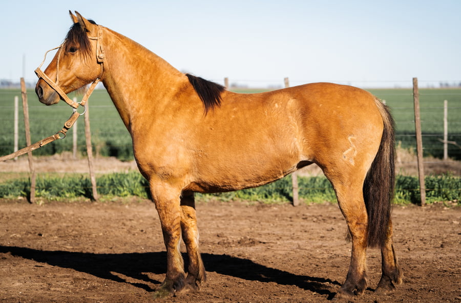Lote SAN PEDRO MANZANILLA