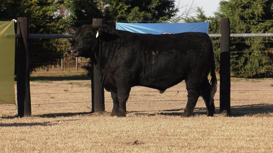 Lote TOROS ANGUS PUROS DE PEDIGREE