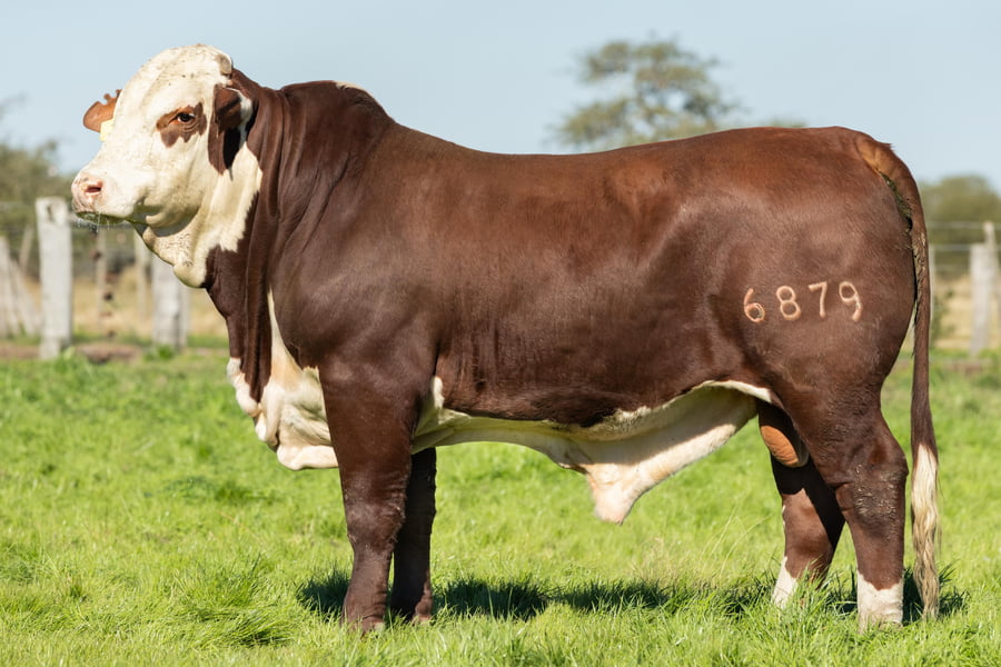 Lote Toros señal 22