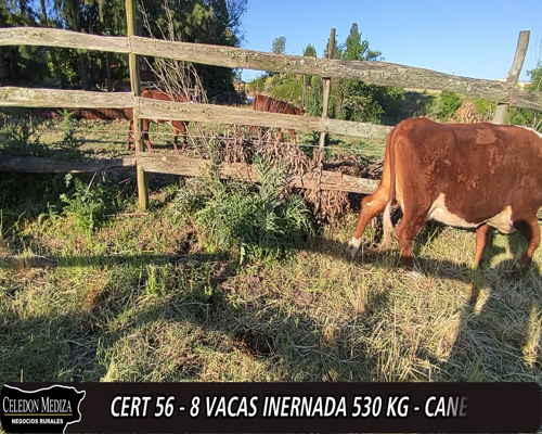 Lote (Vendido)8 Vacas de Invernada 6 HE,  1 AA X HE,  1 AA XHO a remate en 12° Remate por Pantalla 530kg -  en - RUTA 36, VILLA NUEVA -