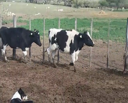 Lote (Vendido)7 Vaquillonas  HO 290kg -  en POLANCOS