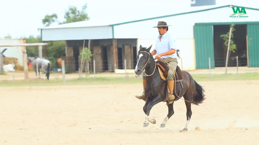Lote LA ROSADA PASTORA