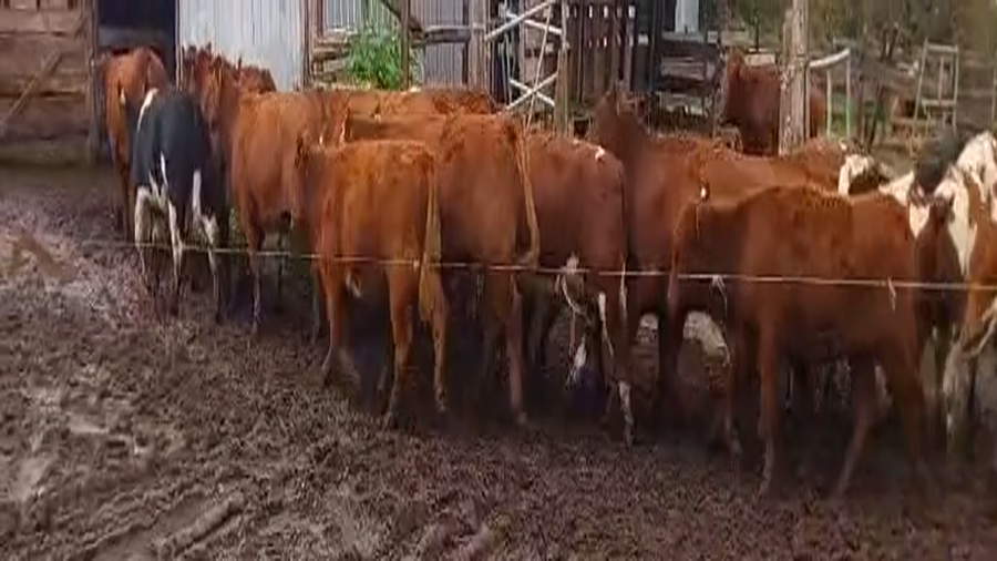 Lote 36 Ternera en Osorno, X Región Los Lagos