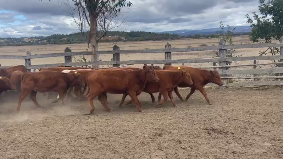 Lote 55 Ternera en Los Sauces, IX Región Araucanía