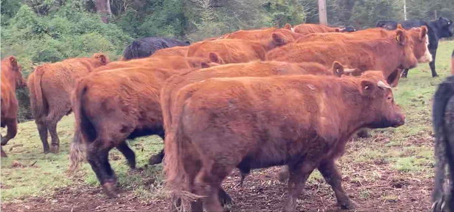 Lote 27 Novillo Engorda en Frutillar, X Región Los Lagos