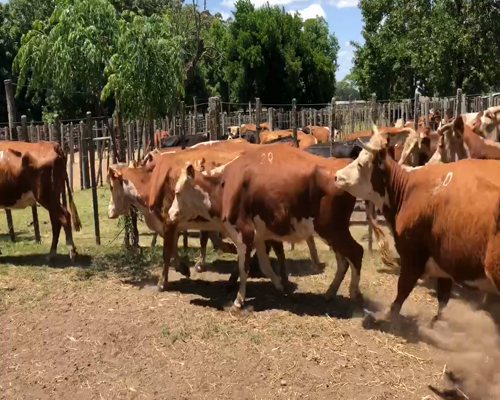 Lote 20 Vacas de Invernada en Cerro Largo, Cerro Largo
