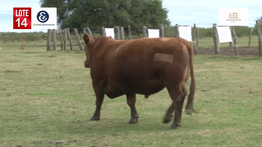 Lote Toros Angus Colorados Puros Controlados