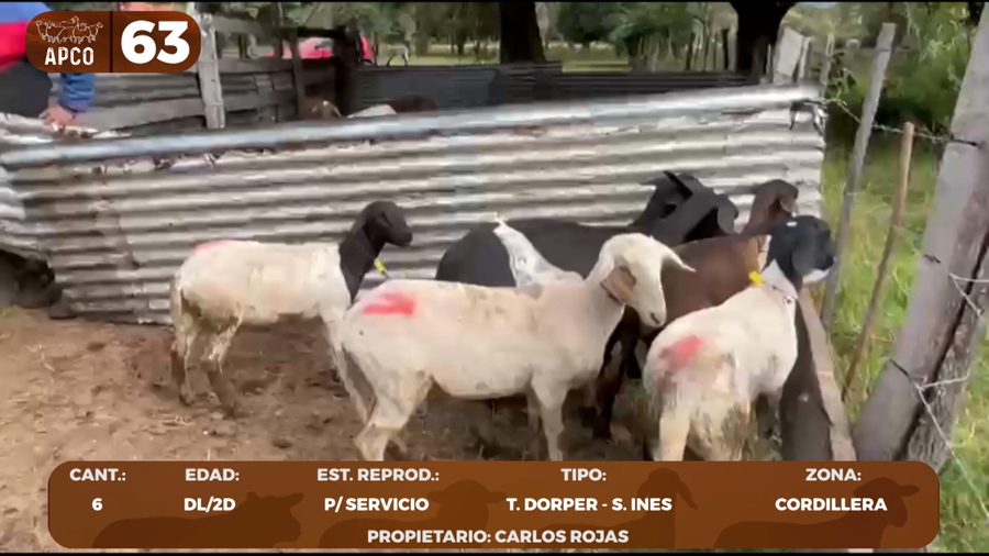 Lote LOTE 63 -POR PANTALLA