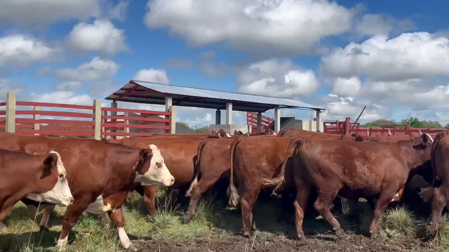 Lote 27 Novillos en Corrientes, Curuzú-Cuatiá