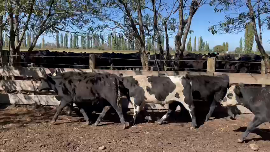 Lote 43 Ternero en Los Ángeles, VIII Región Biobío