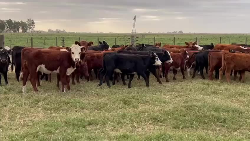 Lote Hembras - Dolores Bs As