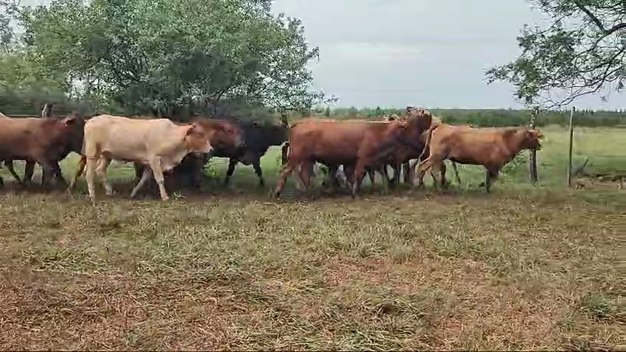 Lote 80 Vaquillonas en Virasoro, Corrientes