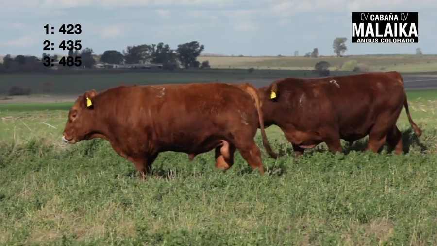 Lote "TORO PURO CONTROLADO ""CABAÑA MALAIKA"""