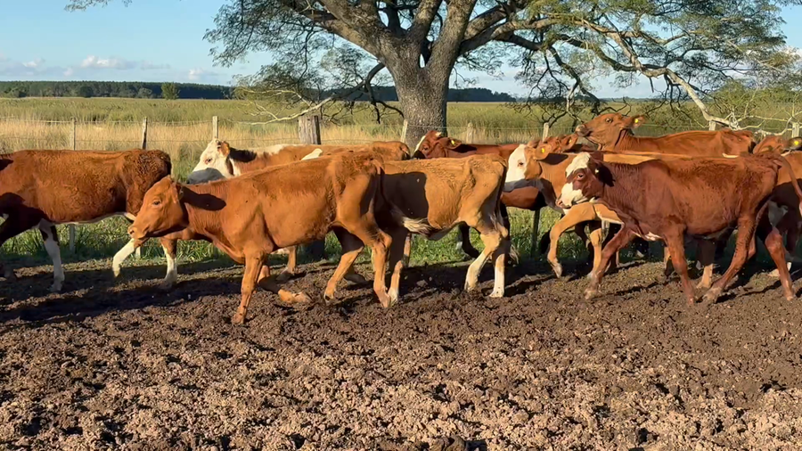 Lote 47 Terneras y Vaquillas en Corrientes, Concepción