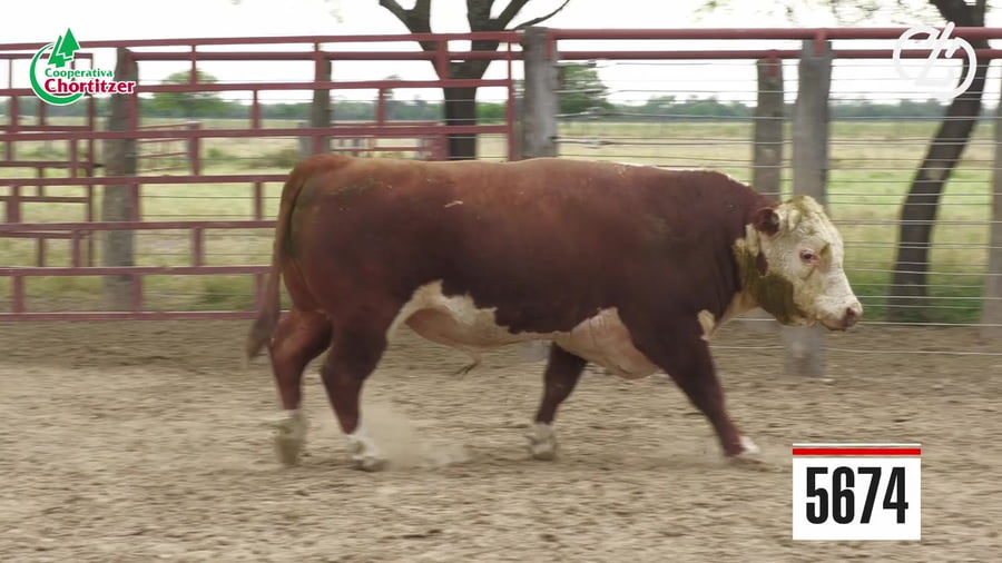 Lote Hereford