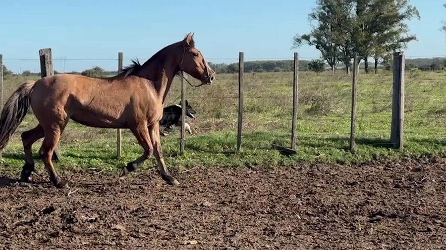 Lote LA ROSADA PENINSULA