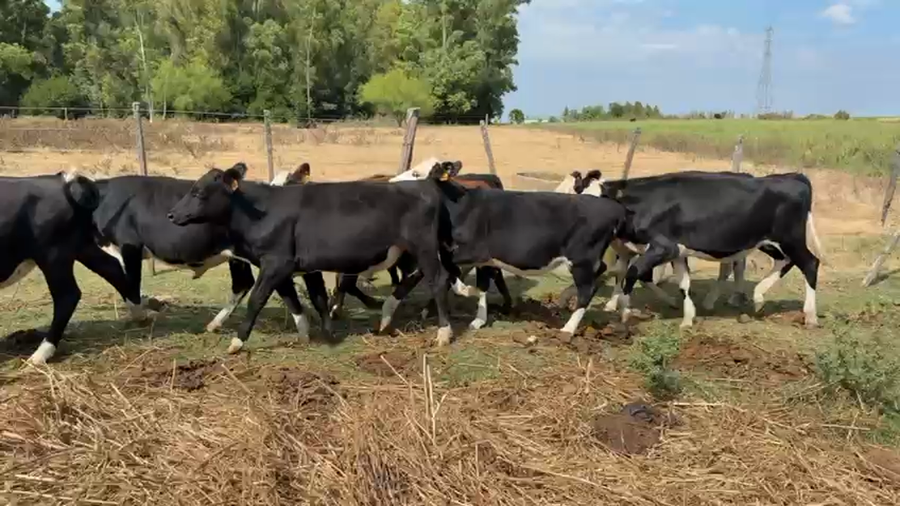 Lote TERNEROS Y TERNERAS