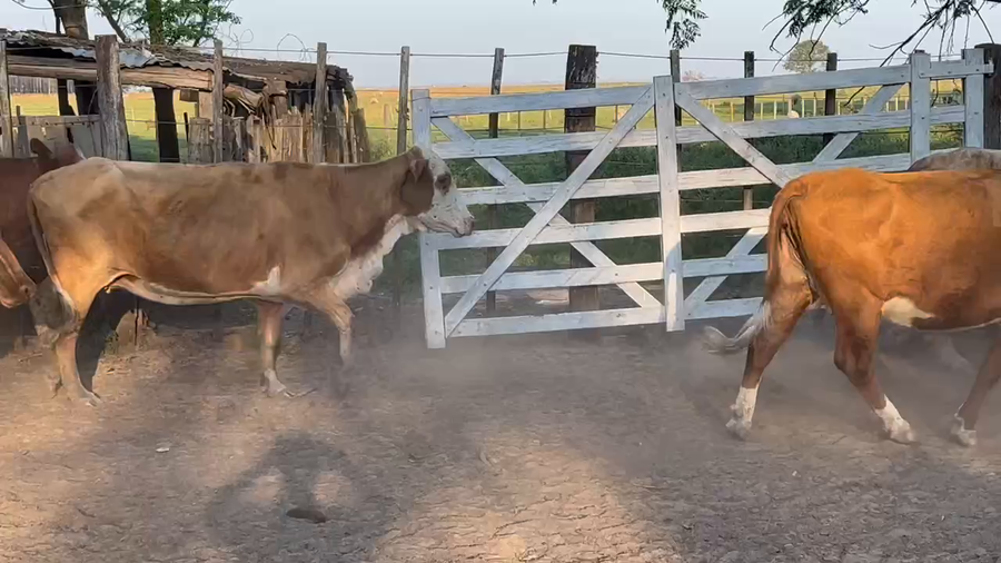Lote 34 Vacas de invernar en Virasoro, Corrientes