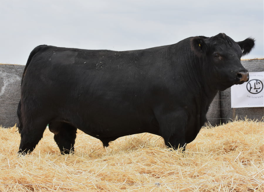 Lote TOROS PC
