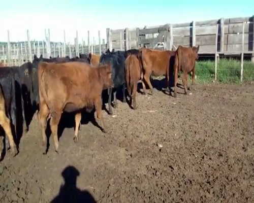 Lote 67 Terneros/as  Angus Negro y Colorado, 7 meses, 175 KG