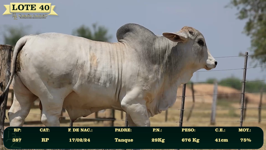 Lote LOTE 40