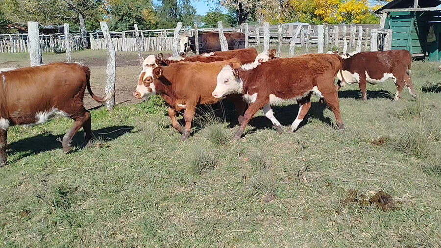 Lote 29 Terneros/as en Corrientes, Curuzu Cuatia