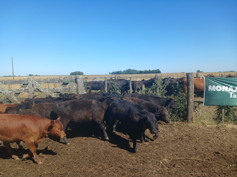 Lote 20 Terneros/as en Rauch